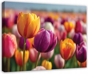 Vászonkép Virágok Tulipánok Természet Rét A Nappali Hálószobájába Vászonkép 120x80