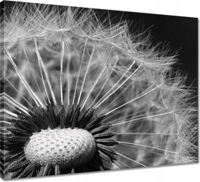 Vászonkép 50x40 Pitypang Virág Virágok