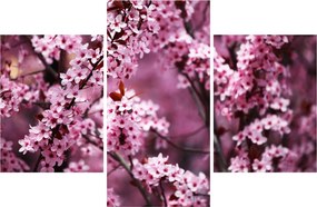 Kép - Rózsaszín sakura (90x60 cm)
