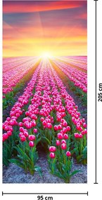 Fotótapéta ajtóra - Tulipán mező napsütésel (95x205cm)