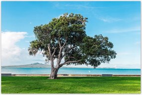 Poszterek 120x80 Magányos fa