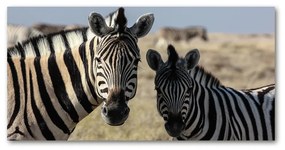 Akrilkép Két zebrák oah-70684470