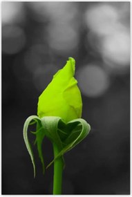 Poszterek 80x120 Lime rózsa