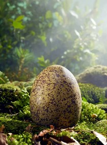 Illusztráció Large Egg in Woods Setting, Jeffrey Coolidge