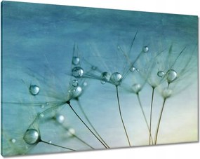 Vászonkép 100x70 Pitypang Virág Virágok