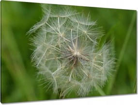 Vászonkép 120x80 Pitypang Virág Virágok