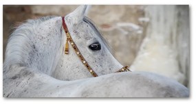 Akrilkép Fehér arab ló oah-143185113