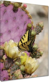 Képek 70x100 Pillangó kaktuszon