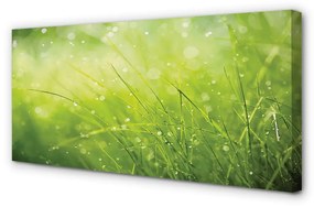 Canvas képek Grass harmat csepp 100x50 cm