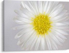 Kép - Margarita (70x50 cm)