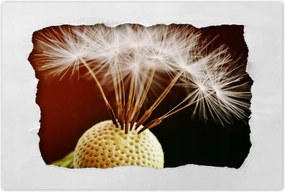 Poszterek 60x40 Pitypang Virág Virágok