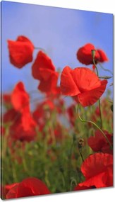 Vászonkép 80x120 Pipacsok az égbolt hátterében