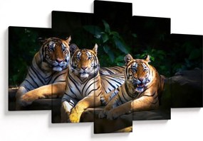 Kép - Tigris testvérek (150x105 cm)