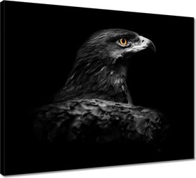 Vászonkép 50x40 Sas fekete alapon