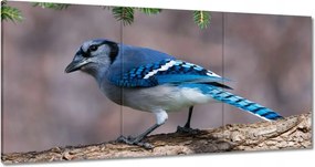 Vászonkép 60x30 Madár Sólyom