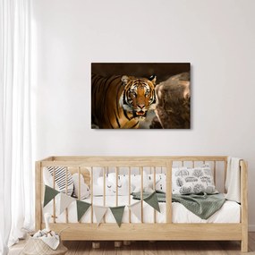 Tigris képe (90x60 cm)