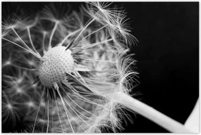 Poszterek 120x80 Pitypang Virág Virágok