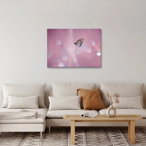 Kép - Pillangó (70x50 cm)