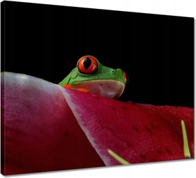 Vászonkép 50x40 Béka a levél mögé rejtve