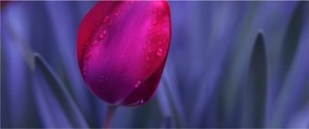 Tulipán bimbó képe (120x50 cm)