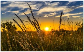Fotótapéták 520x318 Naplemente a füvek között