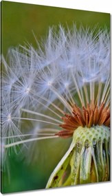 Vászonkép 80x120 Pitypang Virág Virágok