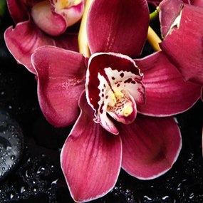 Gario Paraván Orchidea bambusszal Méret: 180 x 170 cm, Kivitelezés: Klasszikus paraván