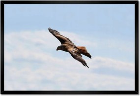 Poszterek keretben 60x40 Veszélyes ragadozó repülése