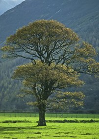 Poszter 29,7x42cm Fa a mezőn, Assaf Frank