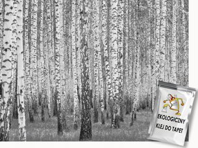 Fotótapéta Flizelina Természet Erdő Nyírfák B&amp;w 150x105 ragasztó