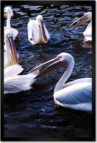 Poszterek keretben 40x60 Vízi madarak