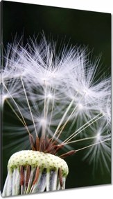 Vászonkép 80x120 Pitypang Virág Virágok