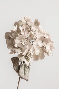 Művészeti fotózás Beige dried flower, Studio Collection, (26.7 x 40 cm)