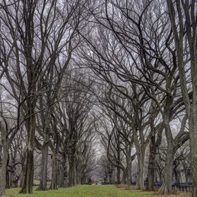 Poszter 40x40cm Fasorok a Central Parkban, Assaf Frank