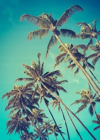 Pálma poszter A3 42X29,7cm kép #143