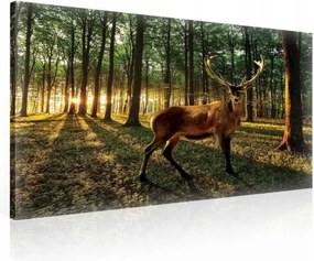 Vászonkép 80x60 Erdő szarvas napsugarak természet nyugalom harmónia erdő mágia