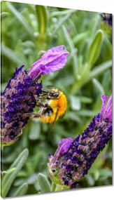 Vászonkép 80x120 Levendula világ