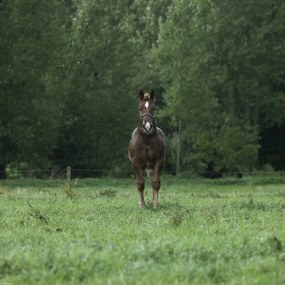 Poszter 40x40cm Ló áll a mezőn, Assaf Frank