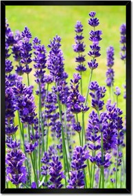Poszterek keretben 40x60 Levendula virágok