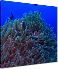 Vászonkép 60x60 Víz alatti zátony jelenet