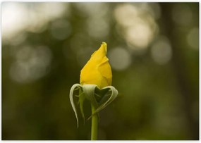 Poszterek 100x70 Sárga rózsa