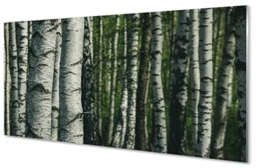 Üvegképek nyírfa erdő 100x50 cm
