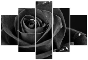 Kép - Bíborvörös rózsa (150x105 cm)