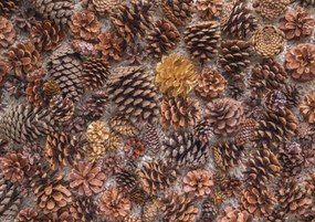 Poszter 29,7x21cm Fenyőtobozok, Assaf Frank