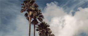 Kép - Pálma dráma (120x50 cm)