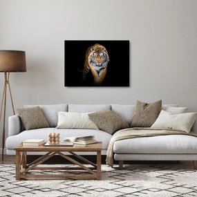 Üveg kép - Tigris (70x50 cm)