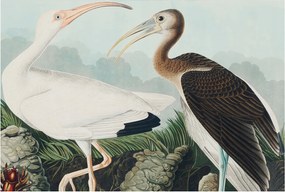 Flizelin fotótapéta Flizelin Design Madár pár 104x70 Ragasztó