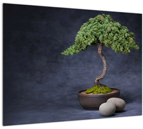 Kép - Bonsai (üvegen) (70x50 cm)