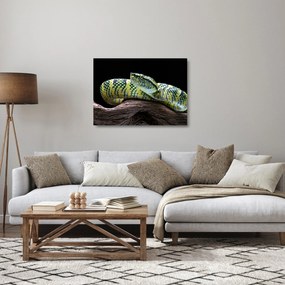 Üveg kép - Wagler csörgőkígyó (70x50 cm)
