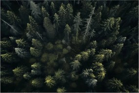 Kép - Forest (90x60 cm)